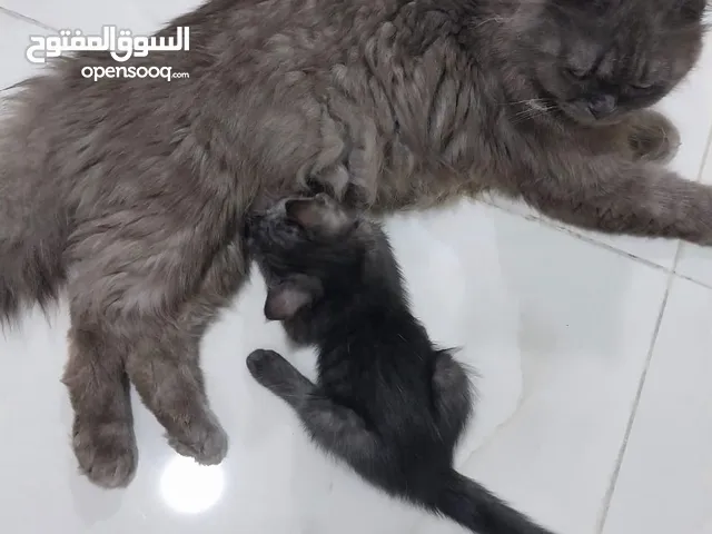 قطه شيرازيه مع قطه صغيره