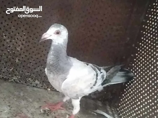 طير حمام بصلاة ع النبي مكروش