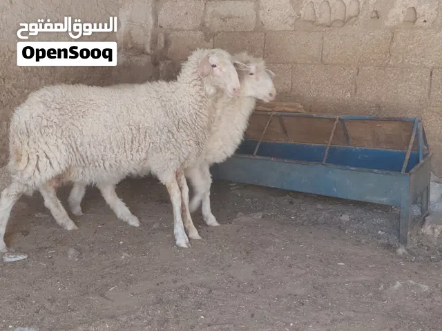 خرفان عساف