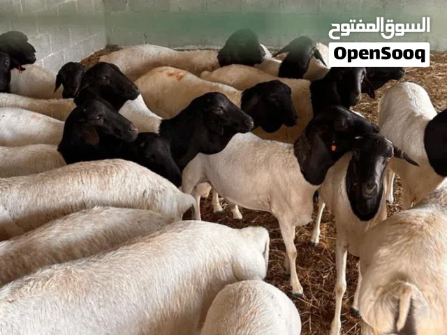 اغنام صوماليه تربية للبيع