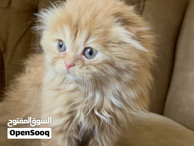 سكوتش فولد للبيع