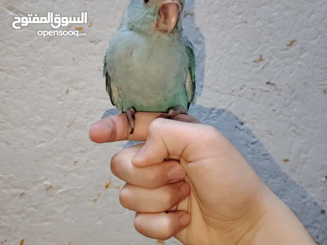 دره هندي سمائي أليف كلش للبيع زق على وجه فطام يلقط شويه
