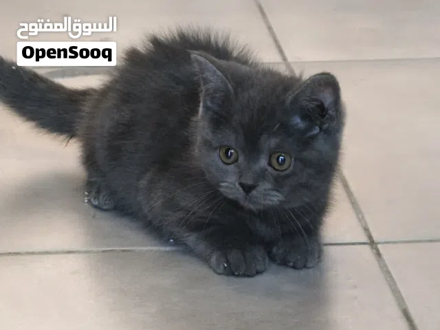 بريتش شورت هير  العمر 3 اشهر