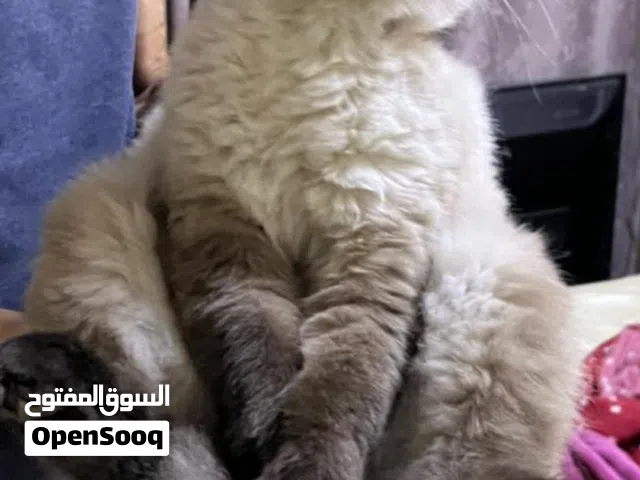 cat for adoption