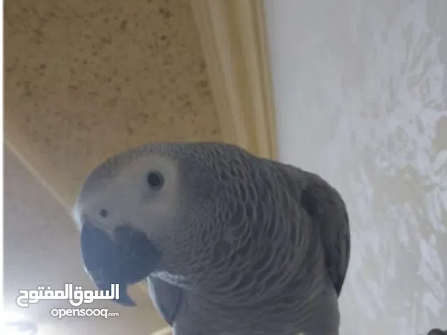 مطلوب ببغه بسعر مناسب