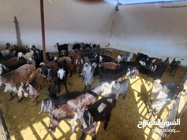 أغنام تيوس حريات