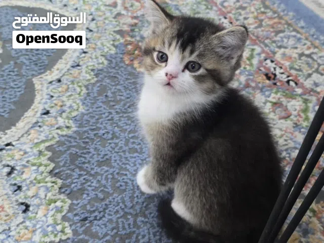 قطط ذكور للبيع