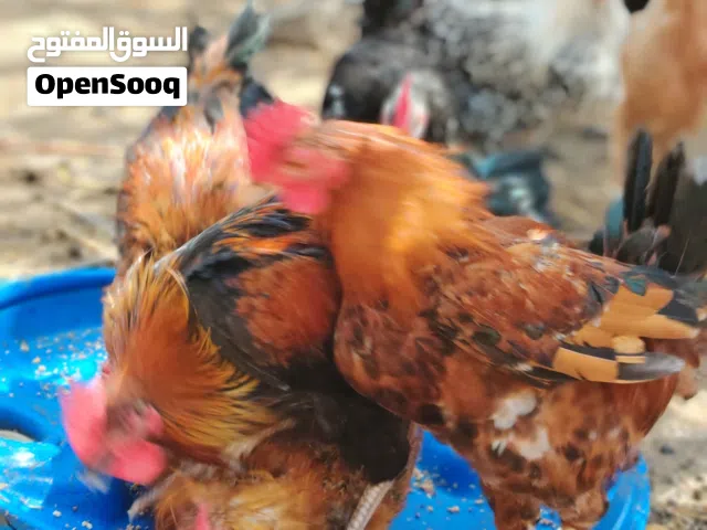 دياكة للبيع عمر 5 شهور منوع عماني فرنسي وبيور فيومي سعر الطير الواحد 3 ريال