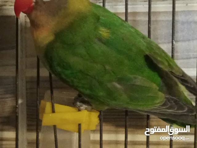 ببغاء غيشر ضاءع للي يلاقيه يتواصل معاي ورح اعطيه جاءز ماليه يلي بلاقيه
