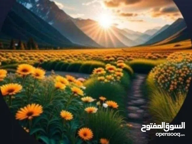 أبو زياد لؤي نادر