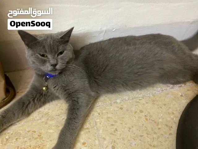 قطط برتش 100