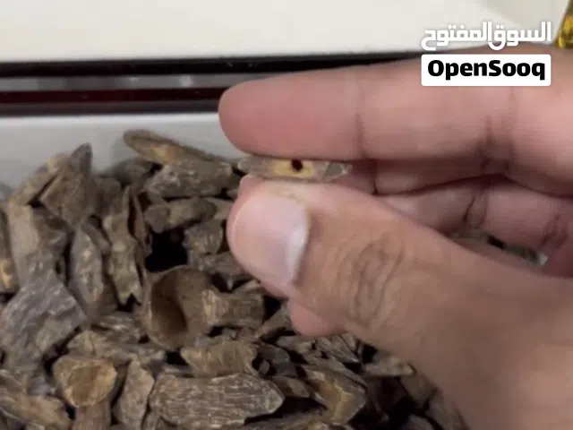 عود فلبيني فاخر- حصم غابات