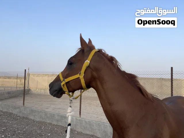 حصان ابن المقدام