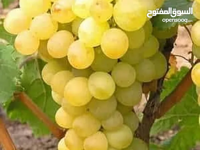 Farm Land for Sale in Annaba Other