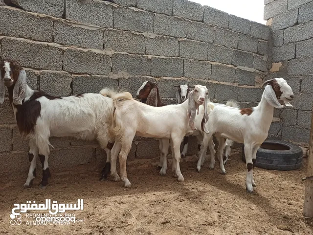 عنايق هجين للبيع