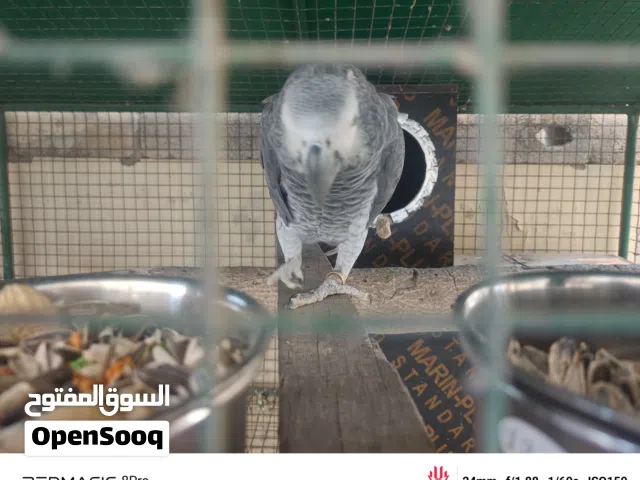 كاسكو للبيع او البدل بزوج آخر