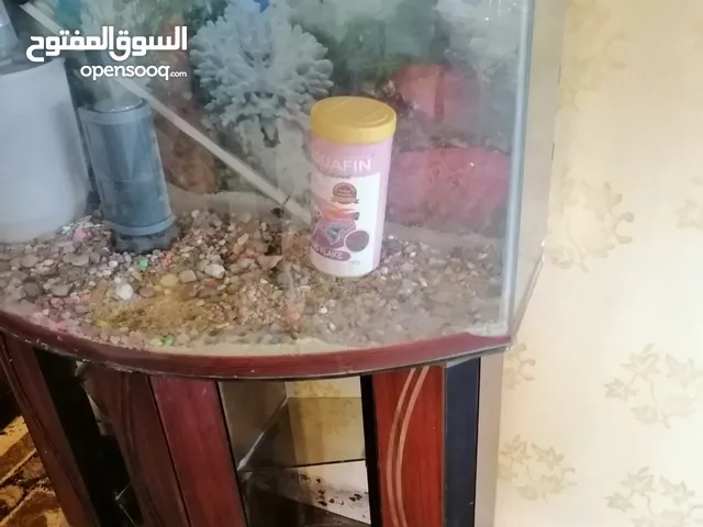 حوض سمك بحالة جيده يوجد شعر في قاع الحوض غير مؤثر بحاله جيده