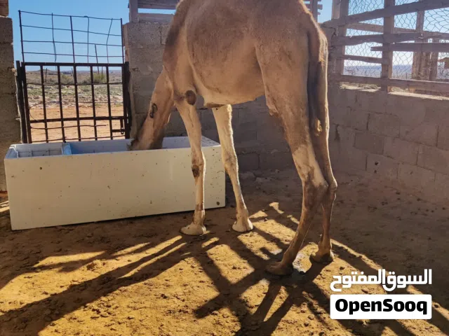 قعدان سوداني