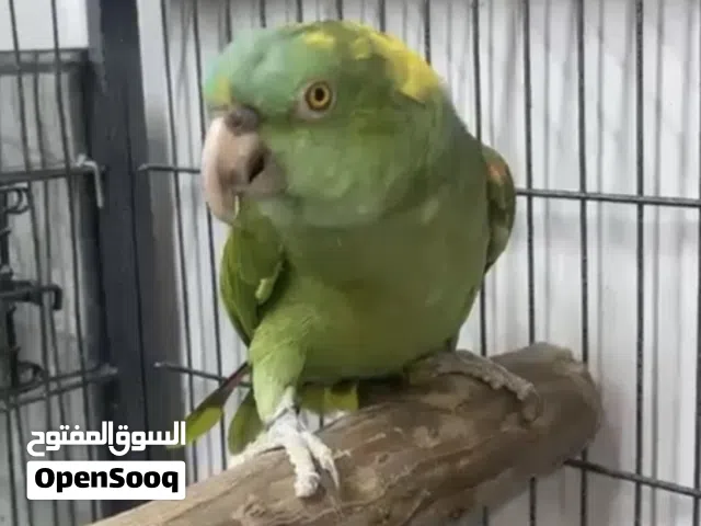 للبيع نثية يلو ناب جاهزة للانتاج وصحتها ممتازه