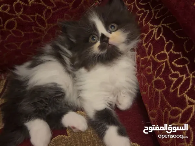 ثلاث قطط صغيره
