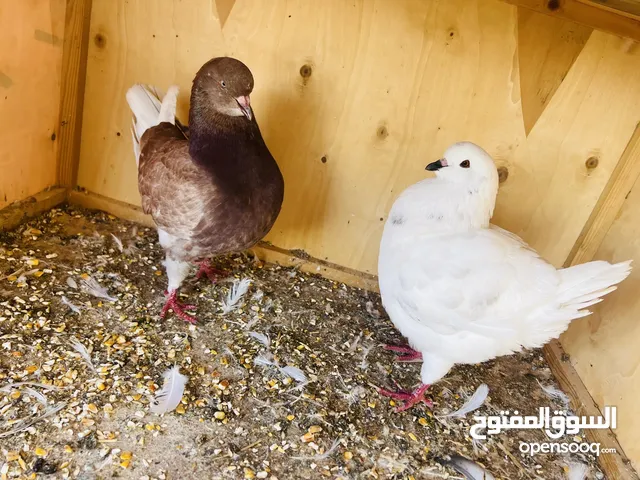 كوبيه كنجي مصوقره