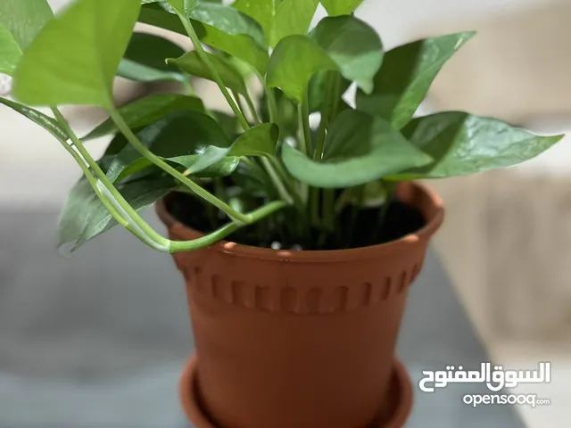 Home Indoor Plants for decoration
