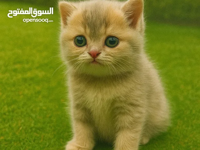 للبيع انثى سكوتش ستريت