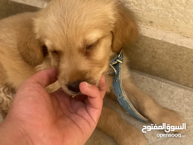 كلب قولدن جهاز مع كل مطاعيم و جواز سفر و مايكرو تشيب ذكر