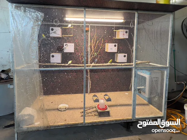 قفص مع طيور حُـب للبيع مع بيوتهن واعشاشهن كامل