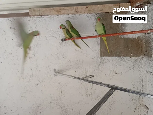 زوز كوبية دره امريكيه البيع مع بعضهم الله يبارك