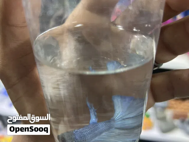 اسماك زينه ويوجد عرض سمكه وحوض وزينه واكل 35 د تام