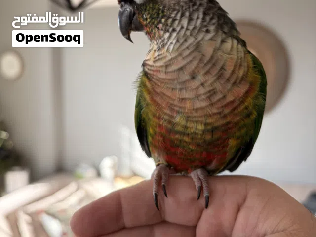 ببغاء جرين تشيك كونيور يلوسايد هاي ريد زق يدوي محجل اليف جدا و مرح مميز بحب الرقص ! للبيع المستعجل