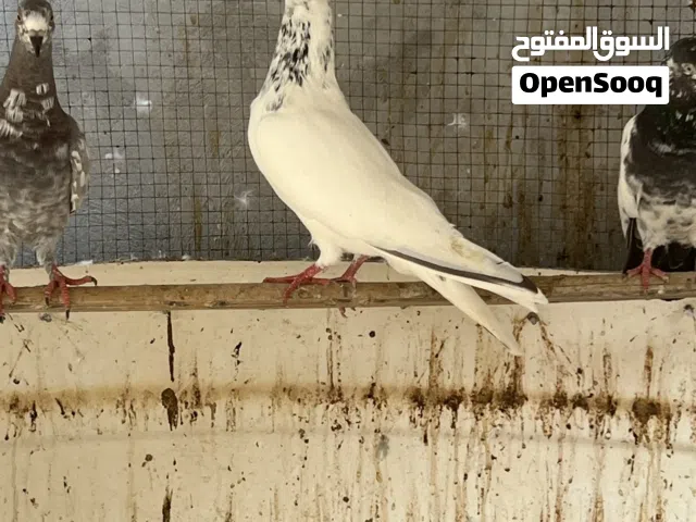 حمام بكستاني