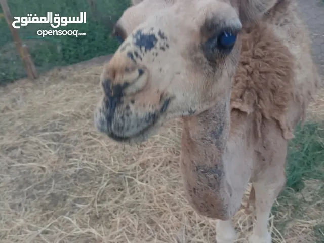 حوار يأكل ما يحتاج حليب