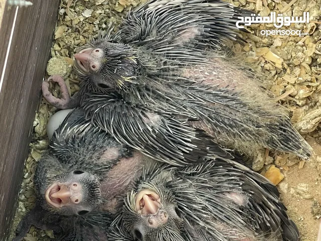فراخ كوكتيل للبيع للزق والترابي أليفات جدا جدا عمر 21 يوم السعر الحبه 15 دينار