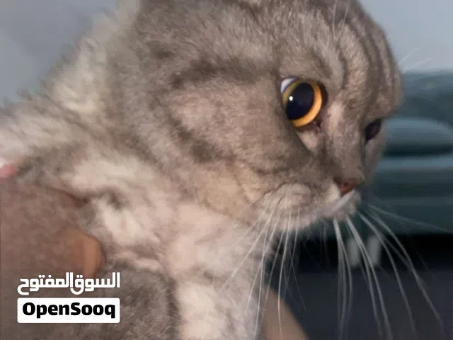 قطوه سكوتش فولد