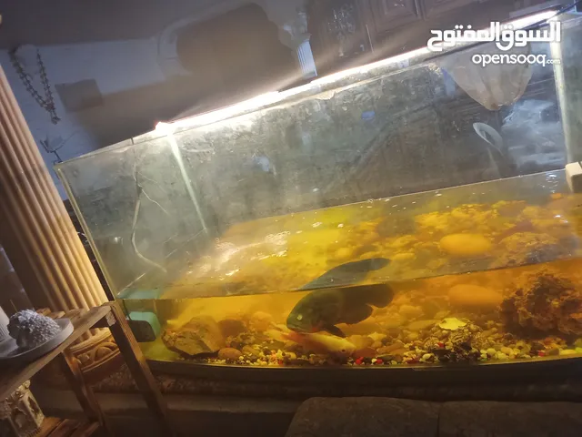 حوض أسماك مع سمكتين اوسكر للبيع