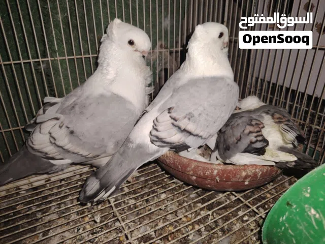 زوج ستلابت مع فرخاتهن وتك مثية ستلايت زوح لوت وتك اوت تم فرخ زاجل زوج زواجل مقاليم