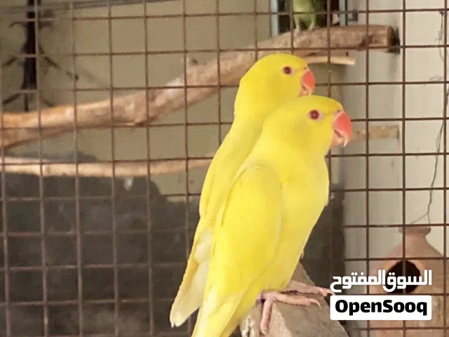 فروخ دره الاصفر ذكر و انثى