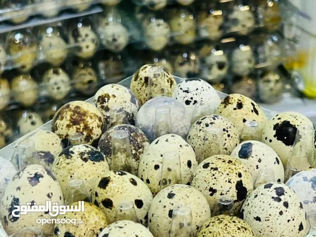 توجد عده منتجاتت بيض طائر السمان 24  بيضه 3الاف سمان بياض 2500 افراح بش 2000 الواحد ذكور سمان للكل