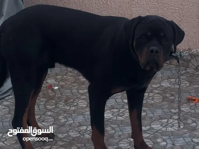 مطلوب كلب للتبني للحراسه