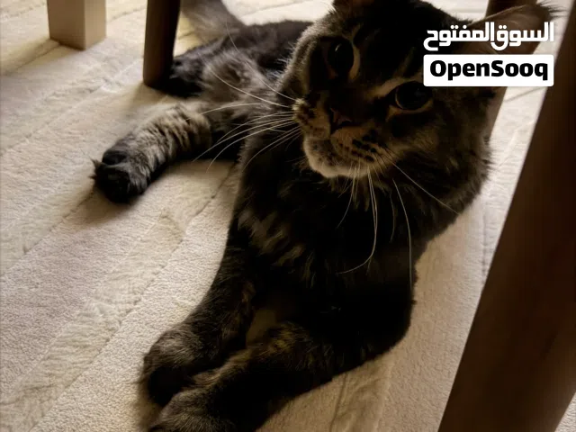 مين كون ذكر للبيع معقم ومطعم كامل التطعيمات