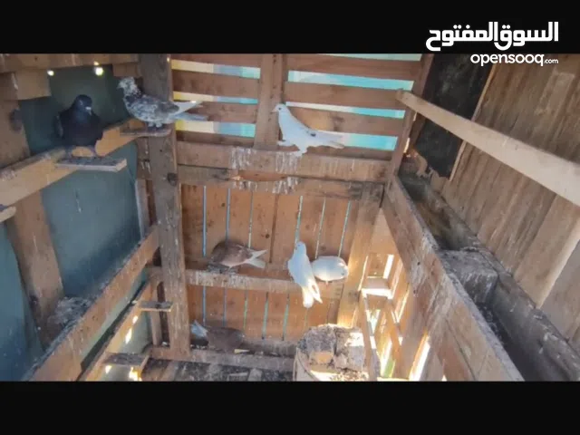 متاح لوت سبعه تكوك بيهن مشاغل ومياز