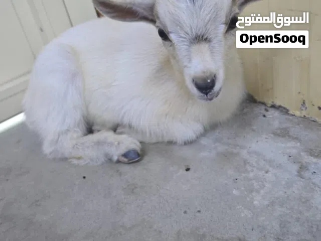 الماعز البقمي للبيع