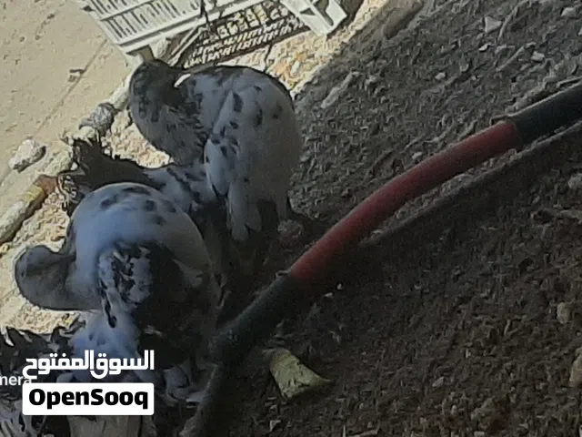 زوج شماسي (هنداوي )