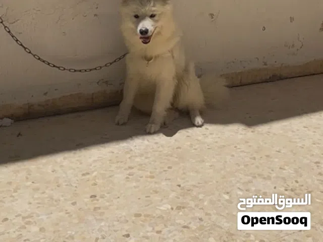 انثى سامويد نقي