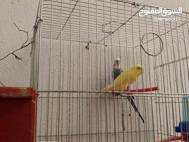 كوبيا بادجي مصوقرة ذكر انجليزي والانته مالطية عين حمره للبيع