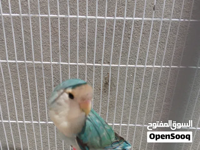 بركديلو روز