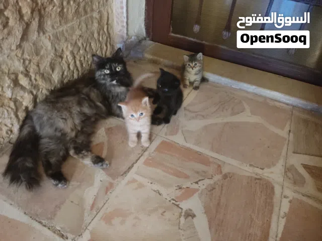 قطه الكبيرة للتبني