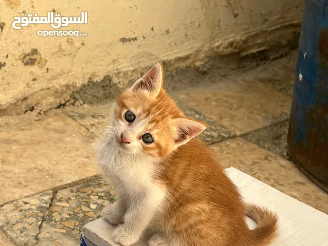 4 قطط صغيره بلدي اليفه